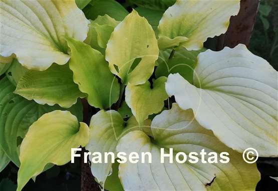 Hosta Valley's Lemon Limbo